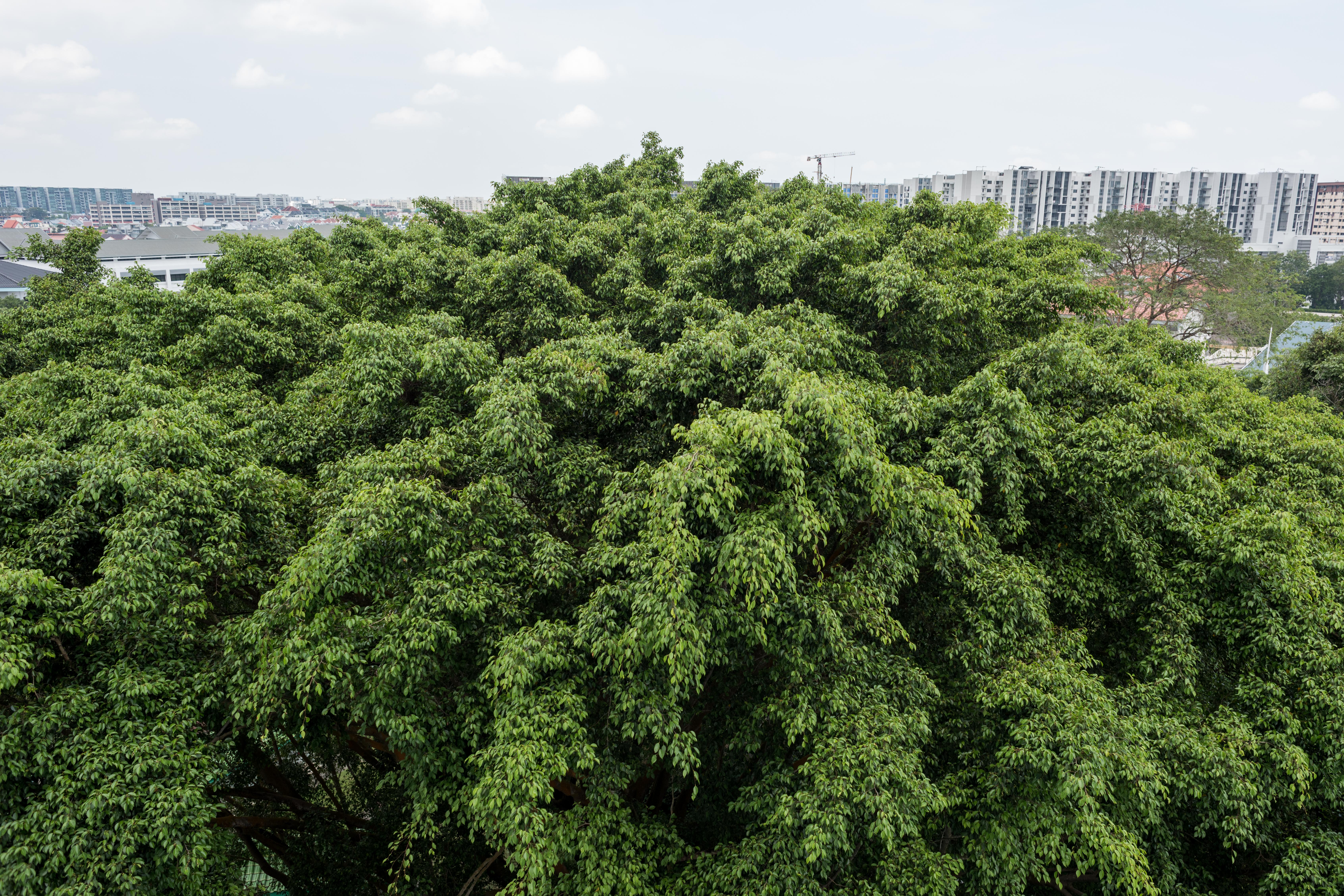 Mount Vernon, Biddadari-12